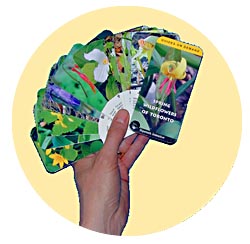 Flashcards