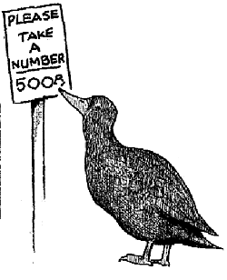 black duck