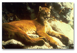 eastern cougar