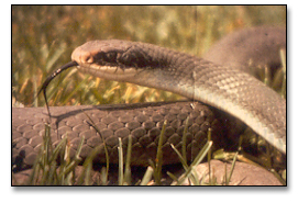 blue racer