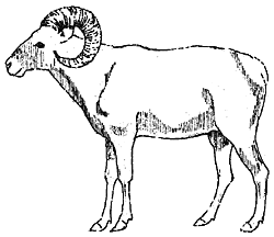 mountain sheep