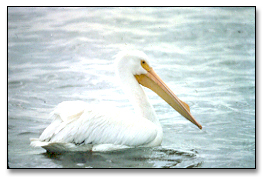 American white pelican