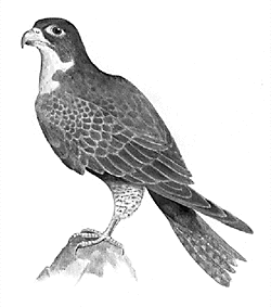 peregrine falcon