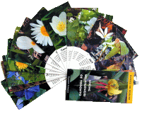 Flashcards