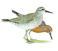 Shorebird