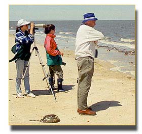 shorebird monitoring