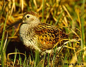 Dunlin