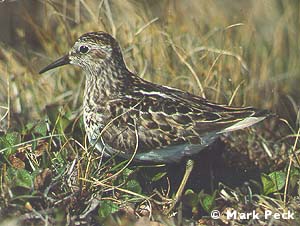 Least Sandpiper