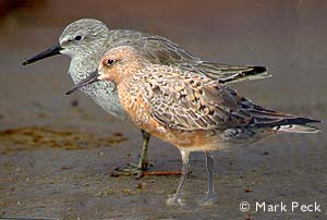 Red Knot