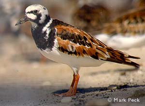 Ruddy Turnstone