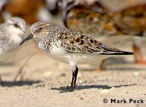 Sanderling