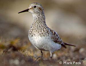 Semipalmated Sandpiper