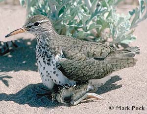 Spotted Sandpiper