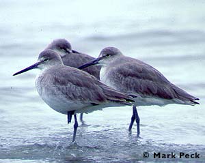 Willet