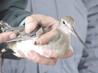 Hudsonian godwit.