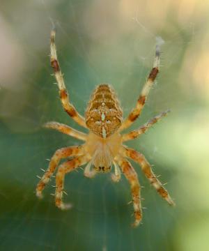 Garden Spider