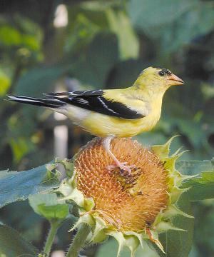 American Goldfinch