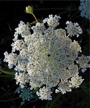 Queen Anne's Lace