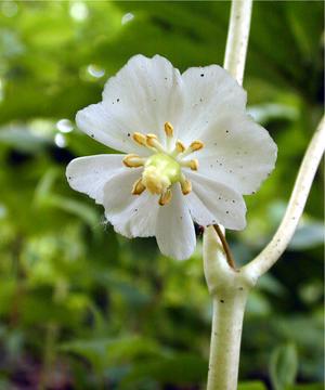 Mayapple flower