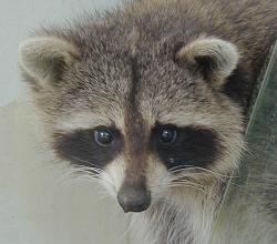 Raccoon