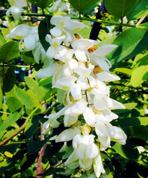 Black Locust