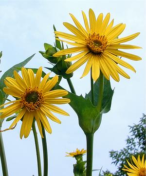 Cup Plant