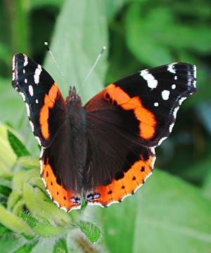 Red Admiral