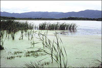 Boggy Pond